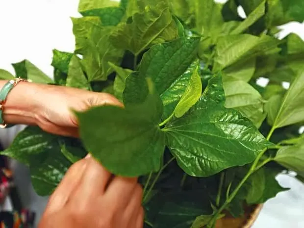 lá lốt chữa bệnh