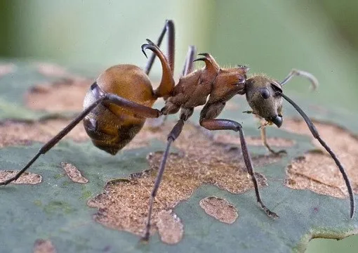 Mô tả ảnh.