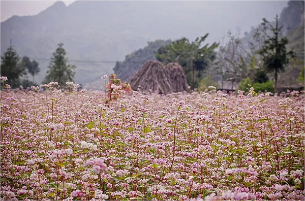 Hoa tam giác mạch 3