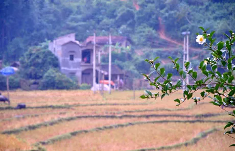 Mô tả ảnh.