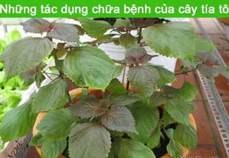 cây tía tô chữa bệnh