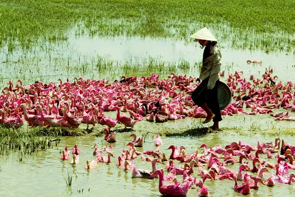 Mô tả ảnh.