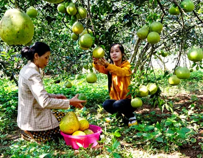 Mô tả ảnh.