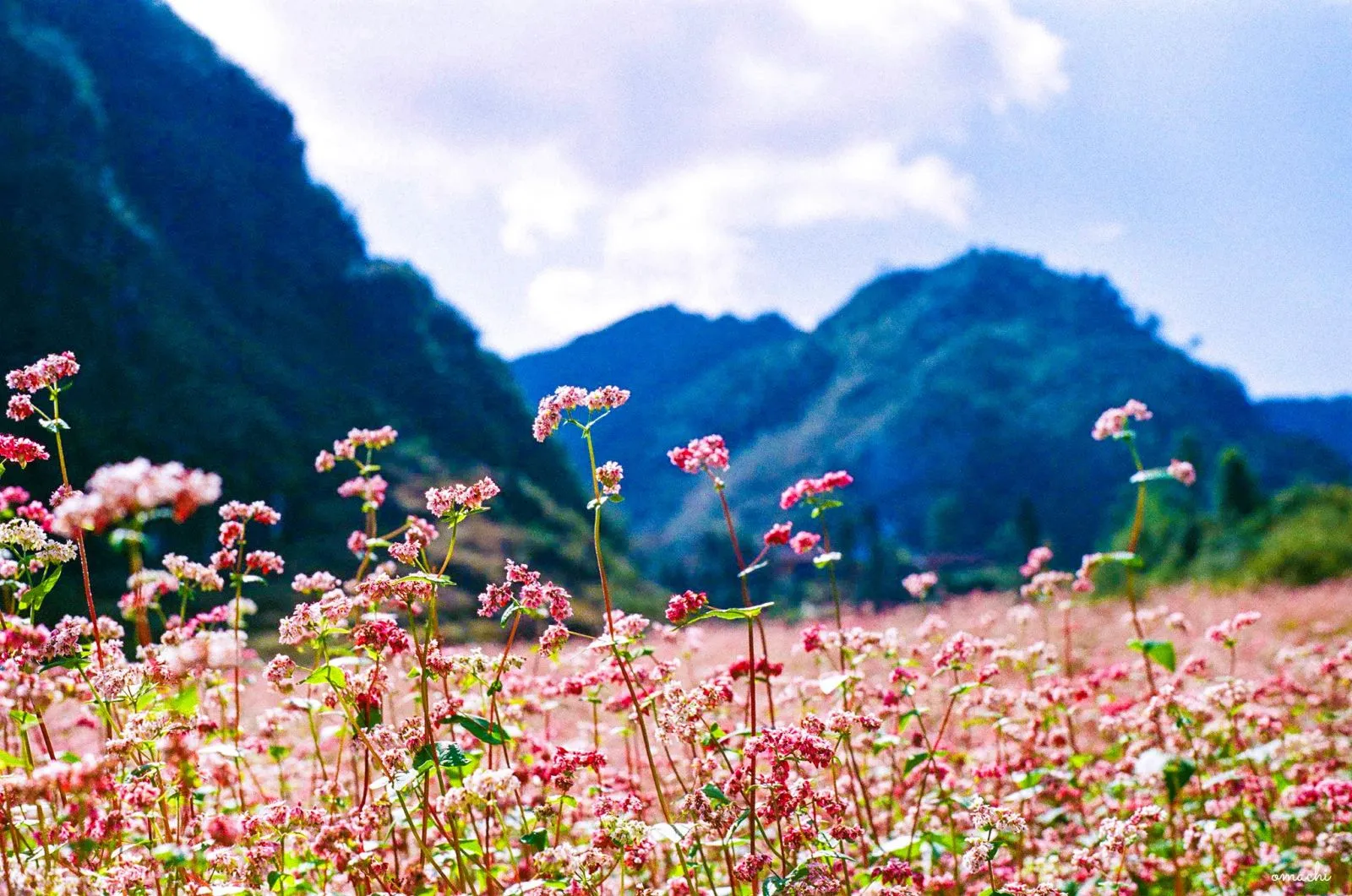 Mô tả ảnh.