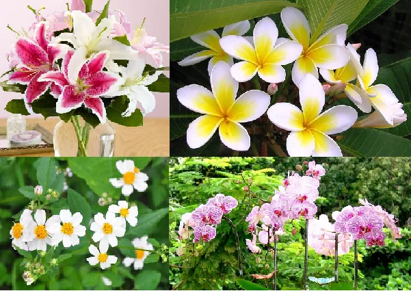 Hoa nào nên và  không nên dâng cúng lên bàn thờ?