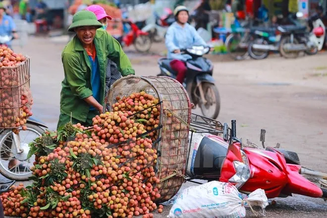 Thương lái lợi dụng tắc nghẽn ở thủ phủ vải Lục Ngạn để ép giá?