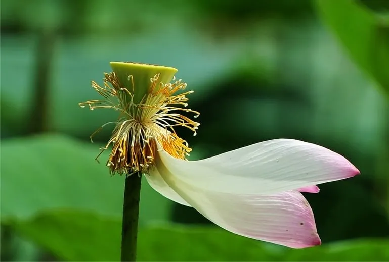 Mô tả ảnh.