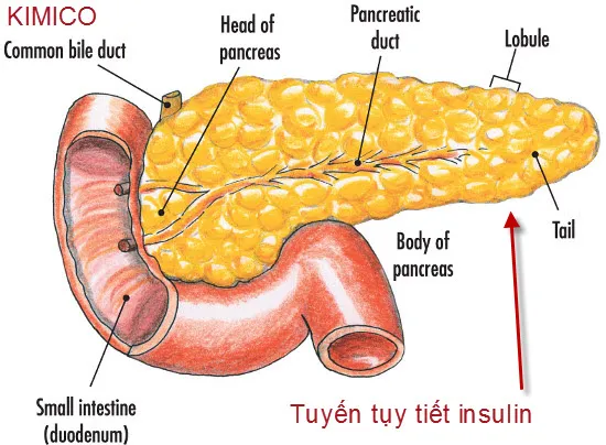 Mô tả ảnh.