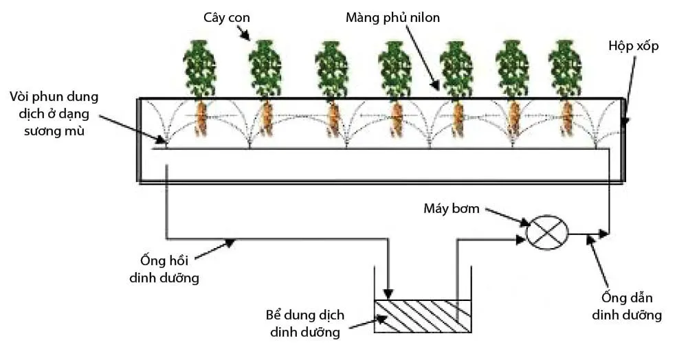 Trồng rau bằng khí canh vừa tiết kiệm không gian, nhanh thu hoạch