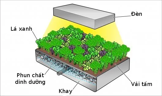 Trồng rau bằng khí canh vừa tiết kiệm không gian, nhanh thu hoạch