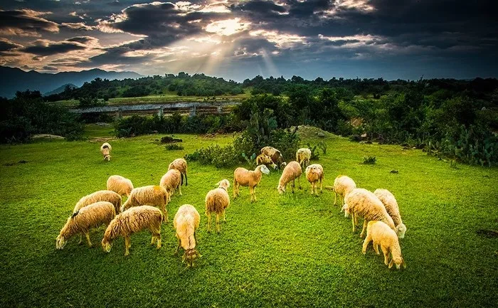 Mô tả ảnh.