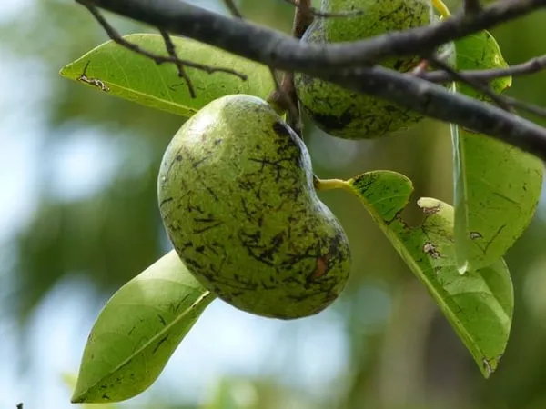 Mô tả ảnh.