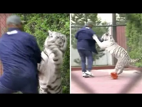 Kết quả hình ảnh cho Mike Tyson and Tiger