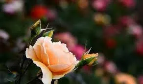 images (25)