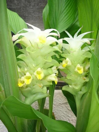 11.huong-dan-cach-trong-cay-nghe-ca-don-gian-ngay-tai-nha-1-phunutoday.vn (1)