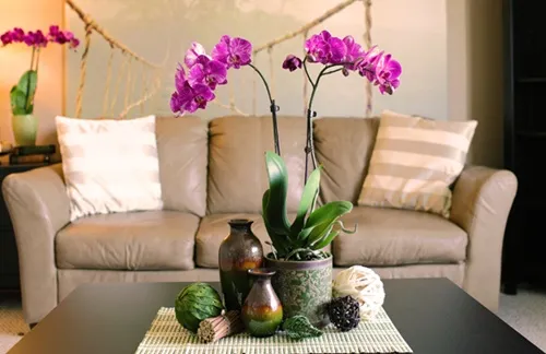 hoa-phong-thuy5 phunutoday