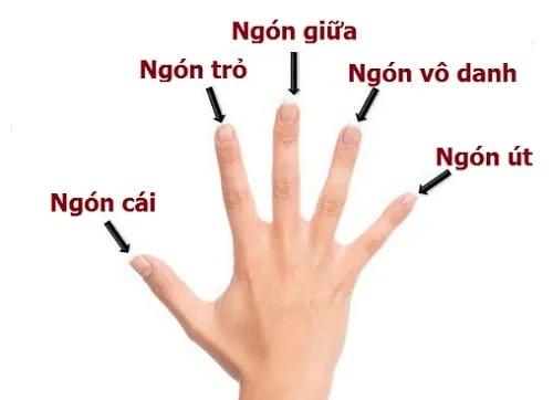 xem-tuong-ngon-tay-cua-ban-1
