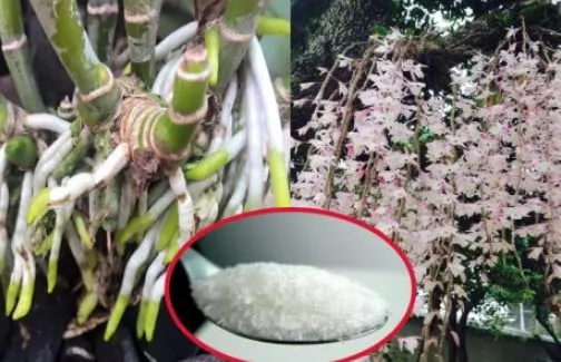 mi-chin-tuoi-lan