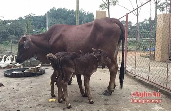 LA-Bo-sinh-doi-o-Nghe-An_2