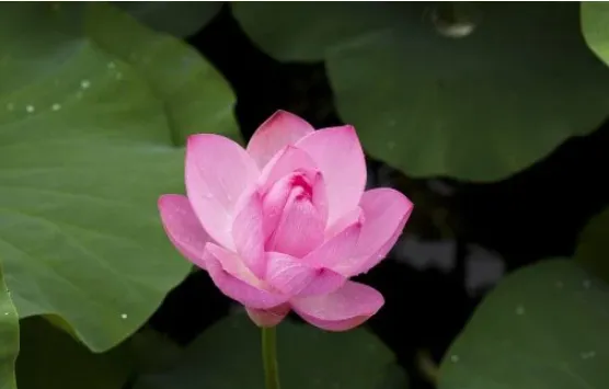 hoa sen