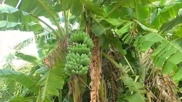 Trong truyền thống, cây chuối là biểu tượng của tài lộc và may mắn.