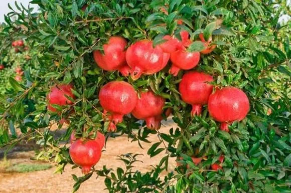 Cây lựu đã từ lâu trở thành một loại cây phổ biến, không chỉ vì nó luôn xanh tươi quanh năm mà còn vì hoa và quả của nó có màu đỏ - biểu tượng của một cuộc sống gia đình đầy đủ, viên mãn và con cháu hòa thuận.