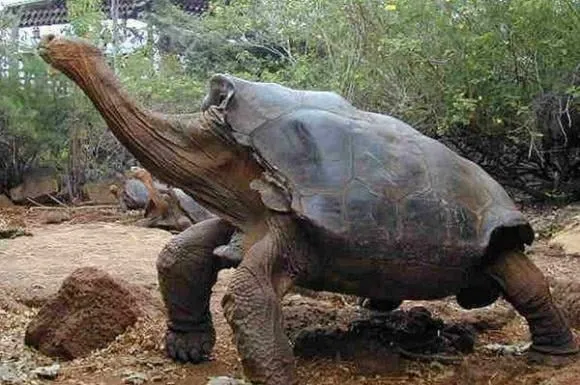Để giải đáp câu hỏi này, các nhà khoa học đã tiến hành nghiên cứu và so sánh các loài khác nhau để tìm hiểu.