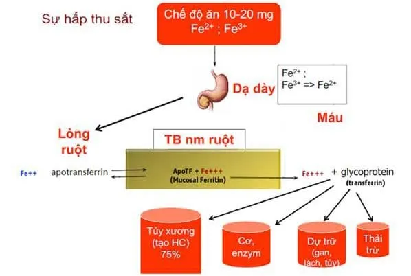 Quá trình hấp thu sắt bắt đầu từ dạ dày đi qua hành tá tràng và kết thúc tại ruột non.