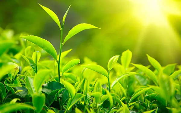 Lá trà xanh không chỉ là một thức uống phổ biến mà còn là một