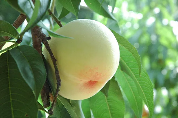 loai-trai-cay-20-ngan-dong-kg-o-viet-nam-nhung-o-nhat-duoc-cai-bien-gia-1-trieu (8)