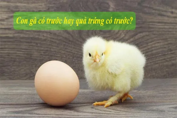 con-ga-co-truoc-hay-qua-trung-co-truoc