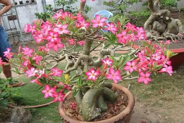 Tại Việt Nam, hoa sứ được trồng rất nhiều ở chùa, đình, miếu