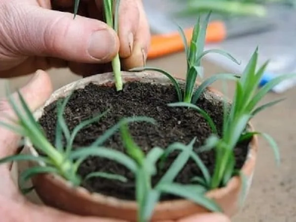 Đối với phương pháp giâm cành, bạn cần cắt cành thành từng đoạn dài khoảng 10cm.