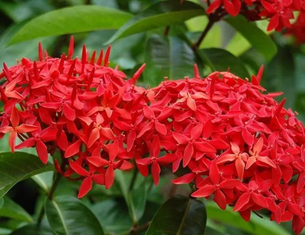 Hoa mẫu đơn có hương thơm nhẹ cũng giúp mọi người cảm thấy dễ chịu, thư thái
