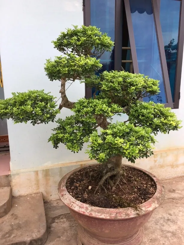 Cây ngâu bonsai không chỉ là một tác phẩm nghệ thuật sống động mà còn mang trong mình những ý nghĩa sâu sắc trong phong thuỷ