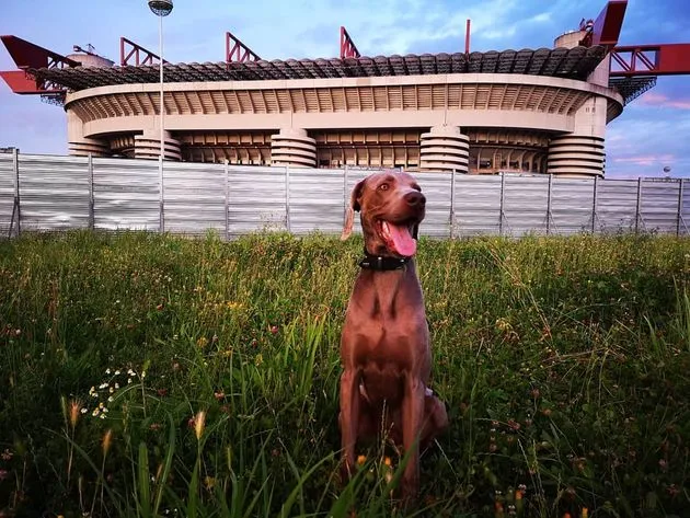 Không đi World Cup, Icardi ở nhà chơi với... chó - Bóng Đá