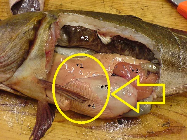 khu-mui-tanh-cua-ca1