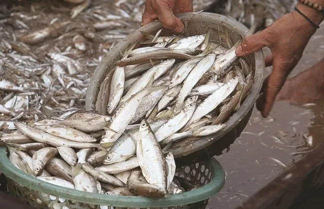 Cá tép dầu khô