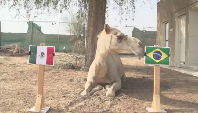 Lạc đà nổi tiếng Shaheen dự đoán Brazil hạ gục Mexico - Bóng Đá