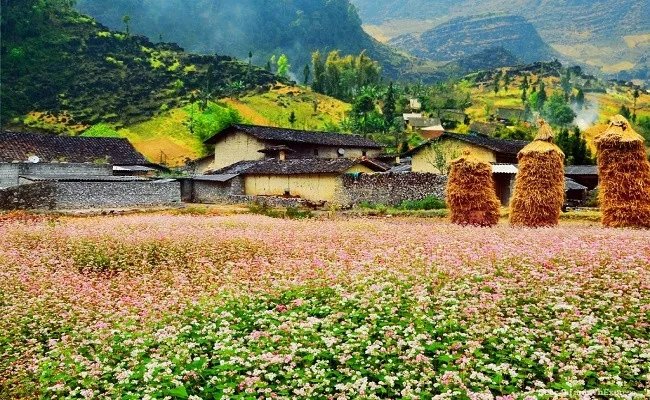 nu-du-khach-nuoc-ngoai-khoc-nac-khi-di-duong-deo-ha-giang-nghe-ly-do-nguoi-viet-tu-hao (14)
