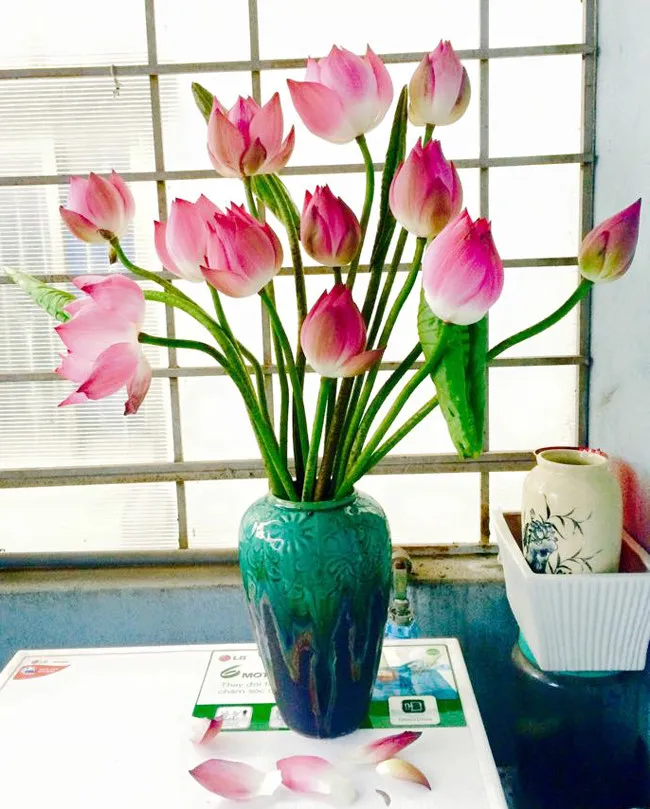 hoa-phong-thuy phunutoday