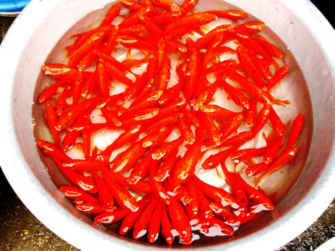 cung ong Cong ong Tao 3-