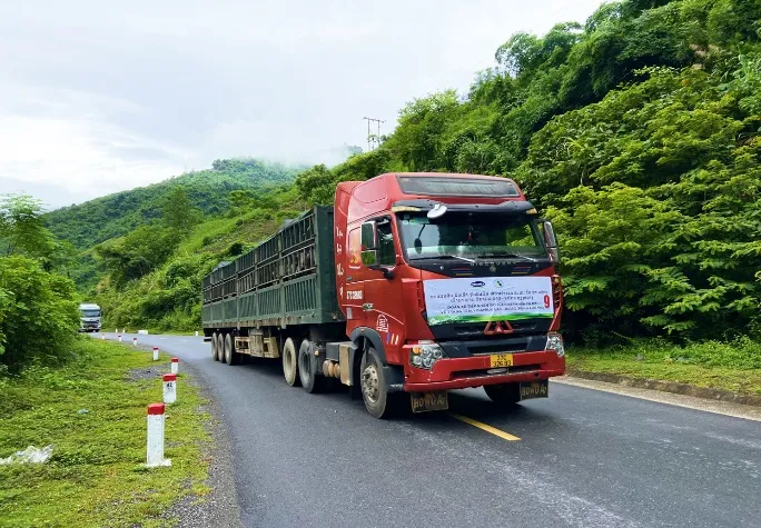 Thời tiết mát mẻ góp phần giúp cho đàn bò cảm thấy thoải mái hơn trên các cung đường di chuyển về trang trại Lao-Jagro