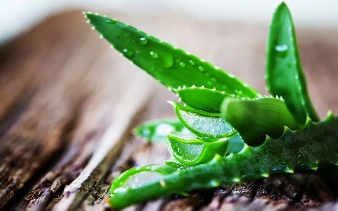 aloe-vera-and-lemon-for-h