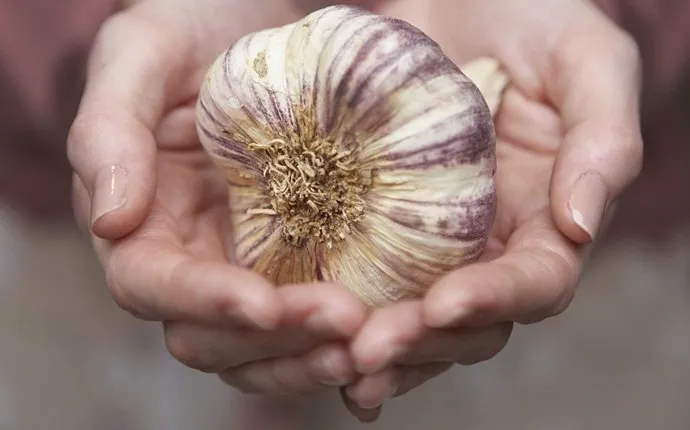 garlic-cloves-in-water