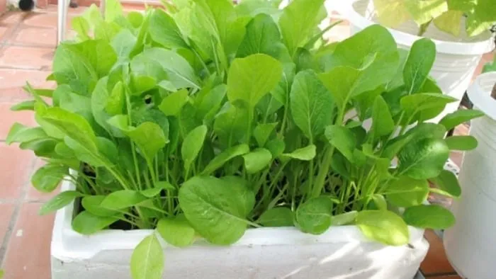Tháng 6 trồng cải ngọt vẫn rất xanh tốt