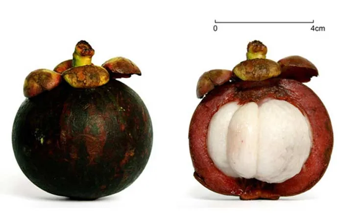Mangosteen1