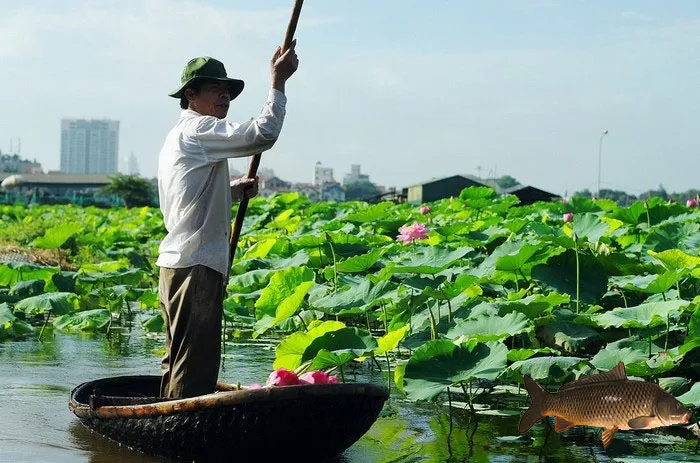 Chăm sóc sen kết hợp thả cá cần chú ý đến sâu ăn lá sen, thường xuất hiện từ tháng 2 khi cây sen ra lá non và lá chưa vươn cao trên mặt nước