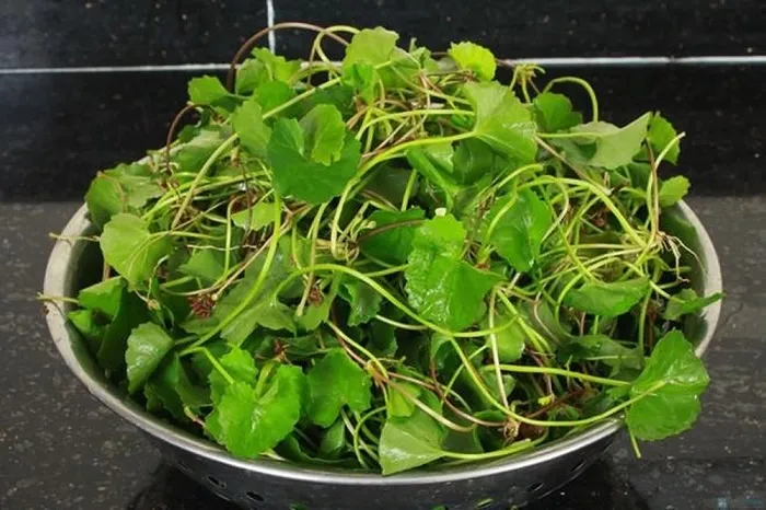 Mặc dù rau má rất tốt cho sức khỏe, nhưng các chuyên gia khuyến cáo không nên sử dụng quá mức