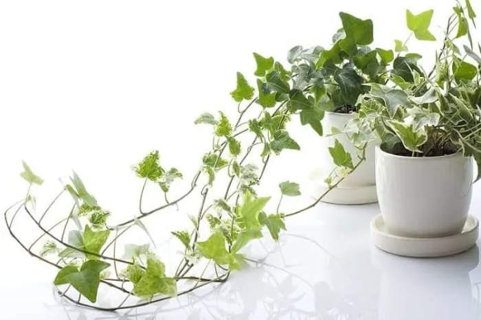 Cây trường xuân là loại cây sở hữu tán lá dày dặn, bám leo tốt và ít rụng lá